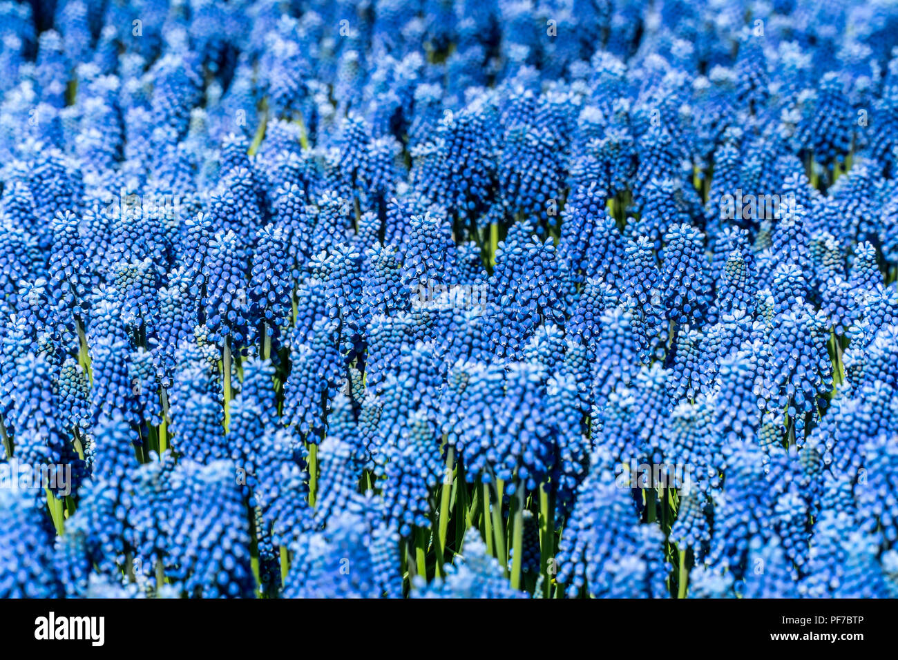 Beautiful blue flowers in a garden Stock Photo - Alamy