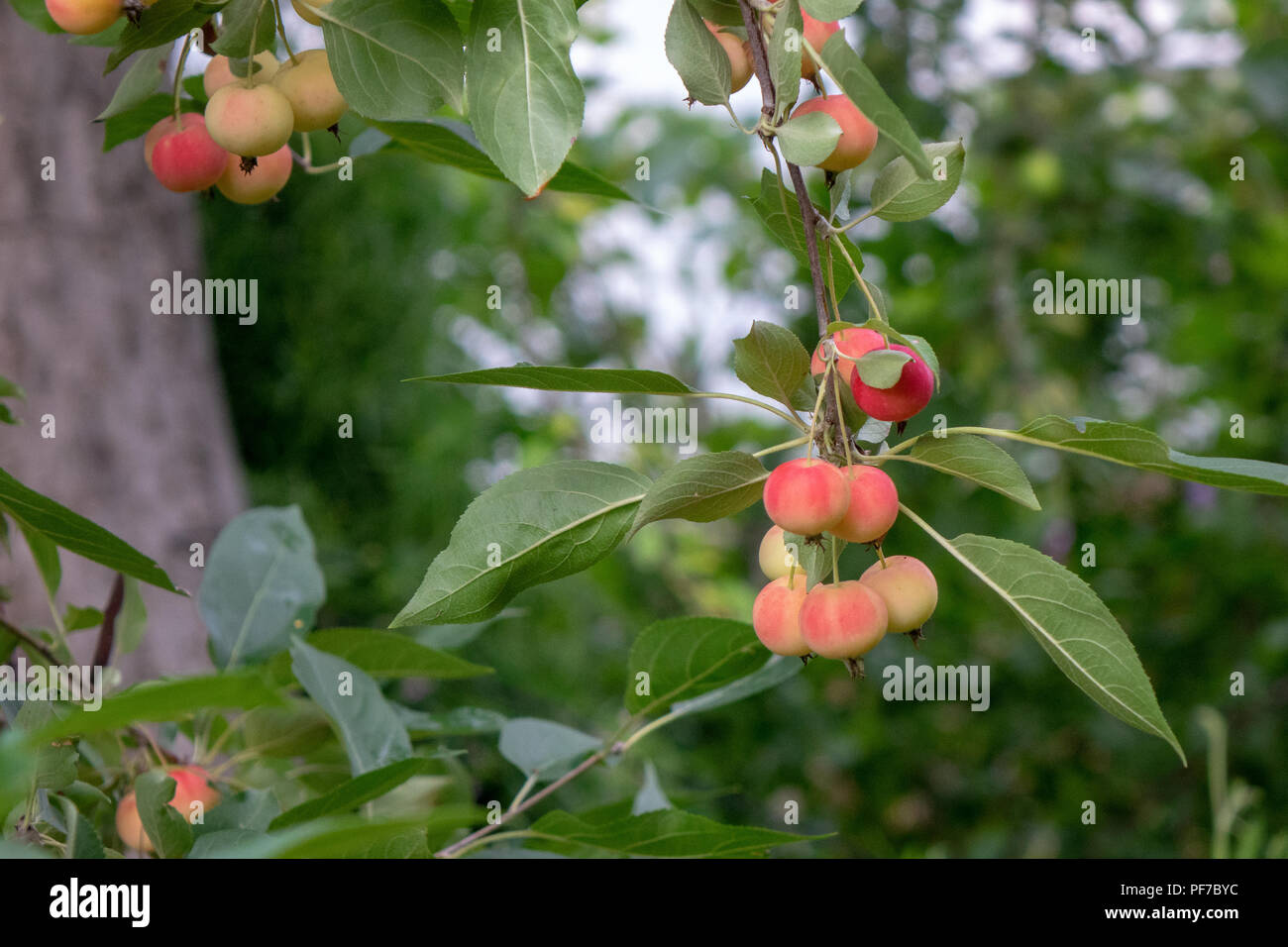 Red ripe paradise apples on a green branch in the garden. Harvest time. Stock Photo