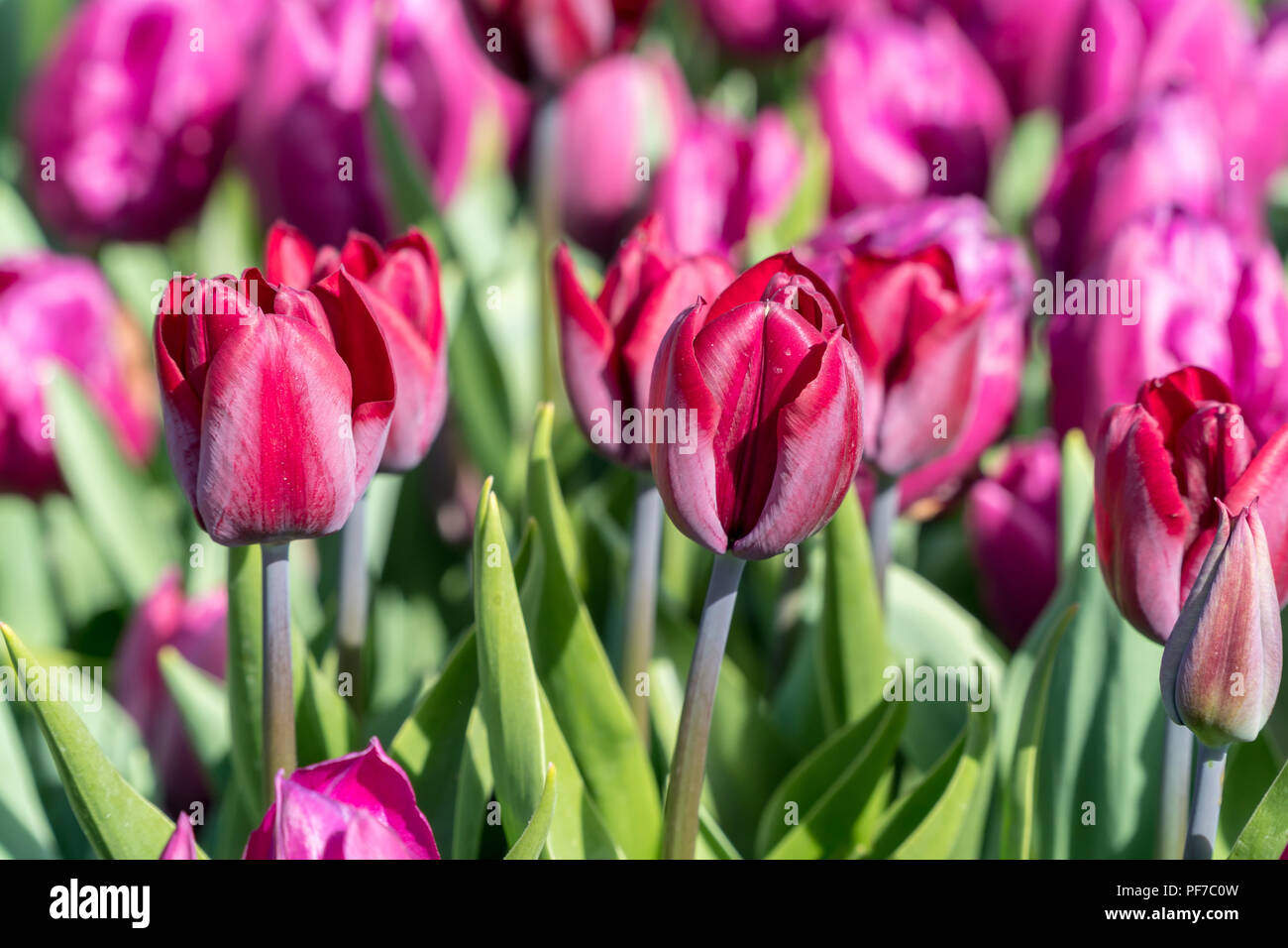 Beautiful red tulips in spring in a garden Stock Photo - Alamy