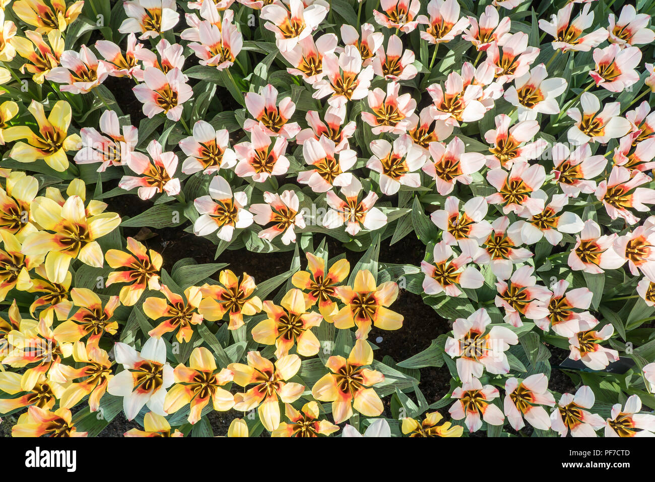 Top of a group of pink and yellow tulips in a garden Stock Photo - Alamy