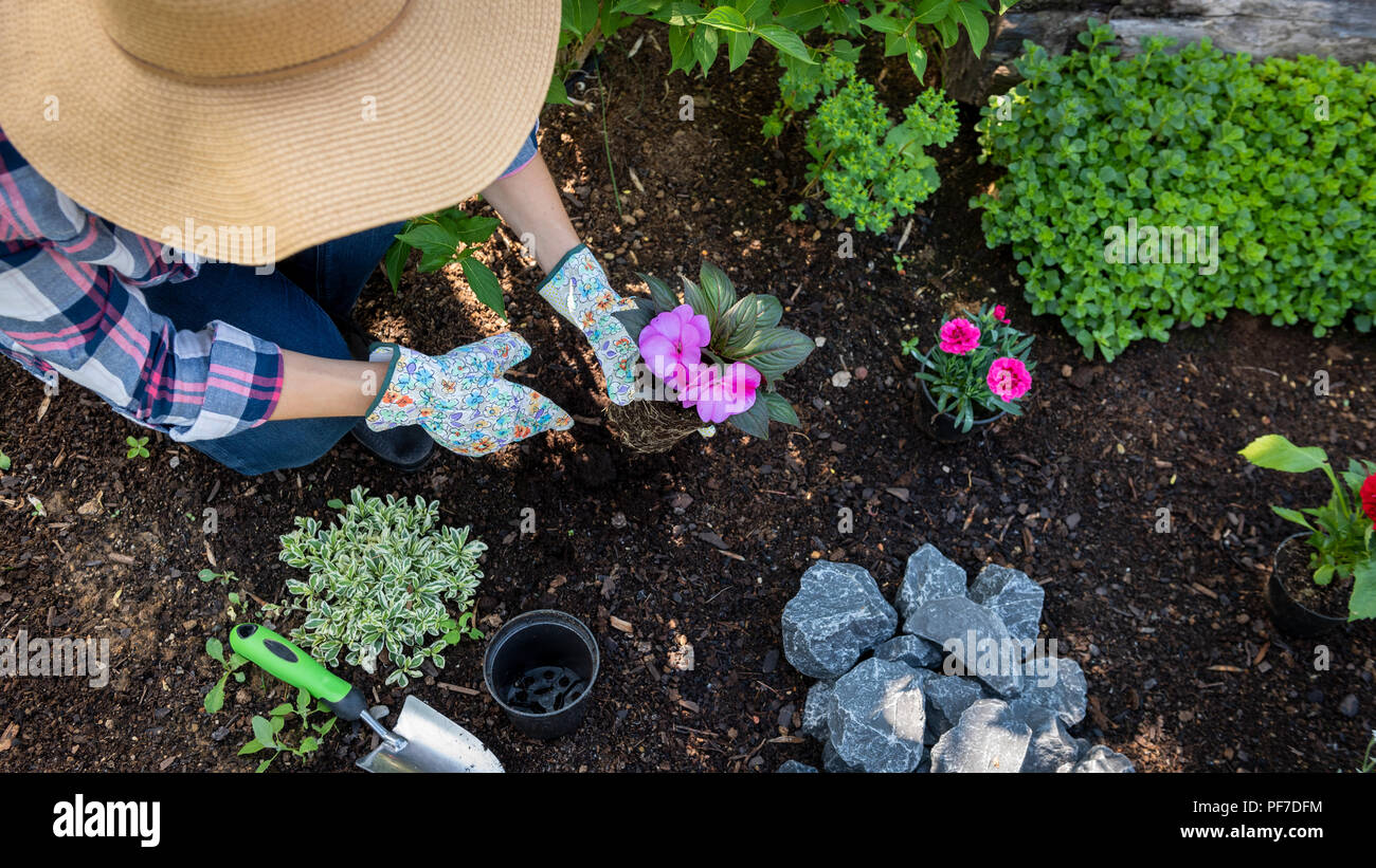 Unrecognizable female gardener planting flowers in her garden. Gardening concept. Overhead view. Stock Photo