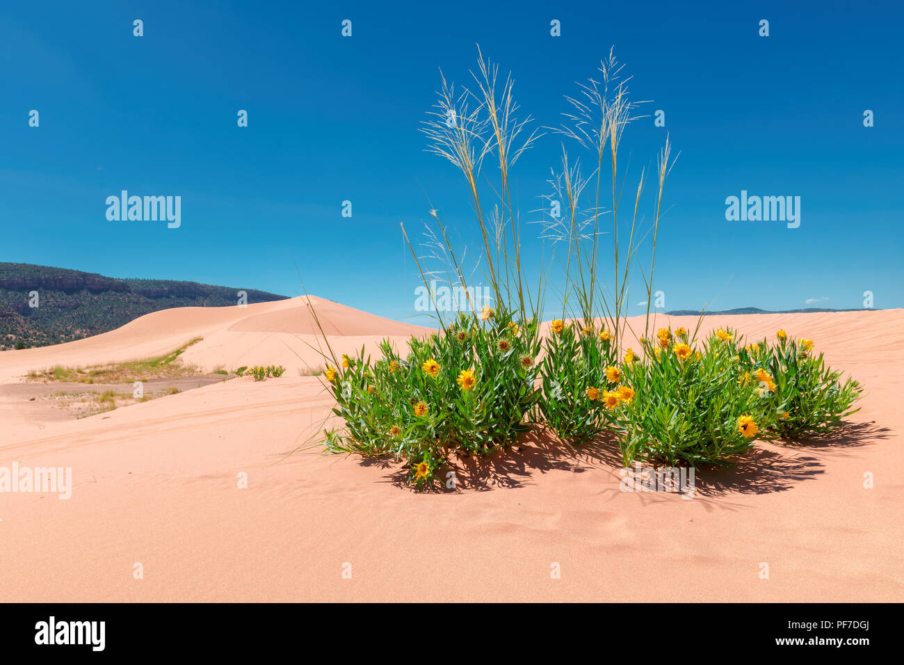 Flowers in the desert Stock Photo