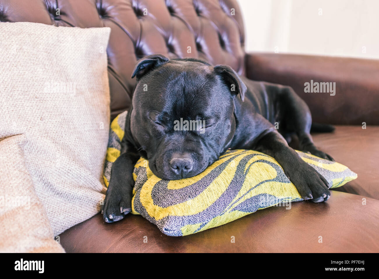 sleep,beautiful,furniture,leather,pets,terrier,young,adorable,animal,asleep,black,black brindle,brown,bull breed,calm,canine,corner,couch,curled,cushi Stock Photo