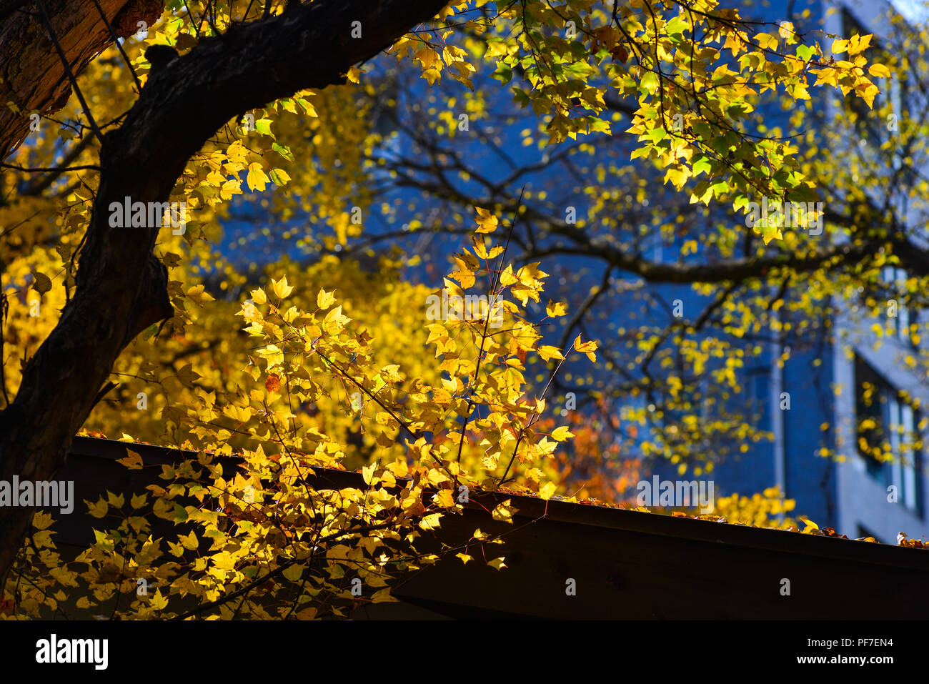 Maple trees with colorful leaves at autumn garden in Tokyo, Japan Stock ...