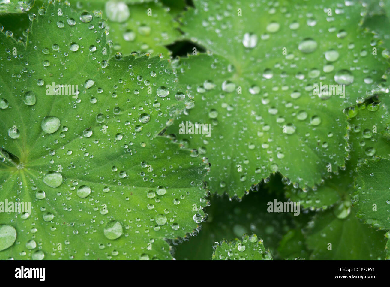 Water droplets on a green leaf background Stock Photo - Alamy