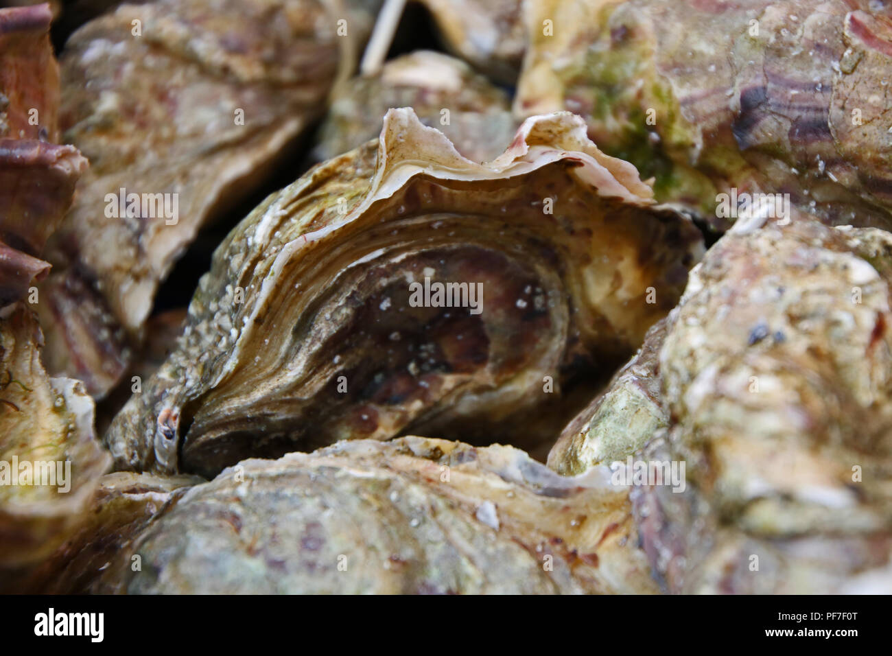 Oyster Shells. Whitstable, Kent, England. Stock Photo