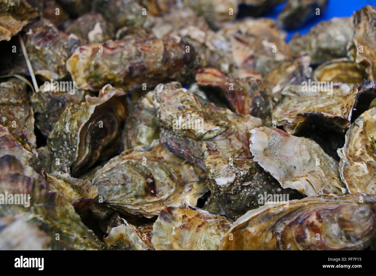 Oyster Shells. Whitstable, Kent, England. Stock Photo