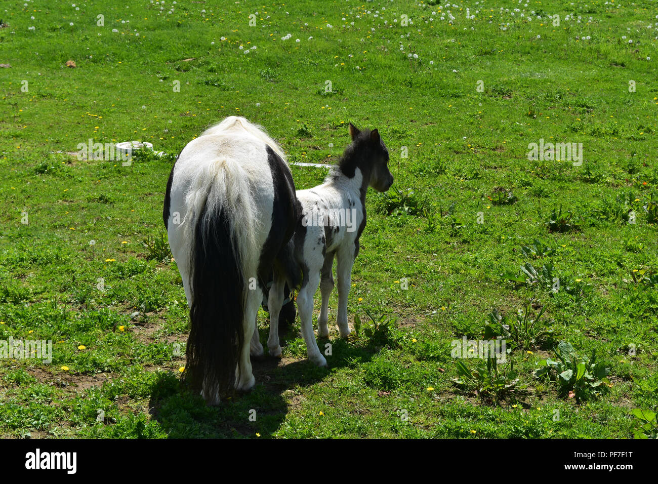 Black and white mini horse family in a grassy pasture. Stock Photo