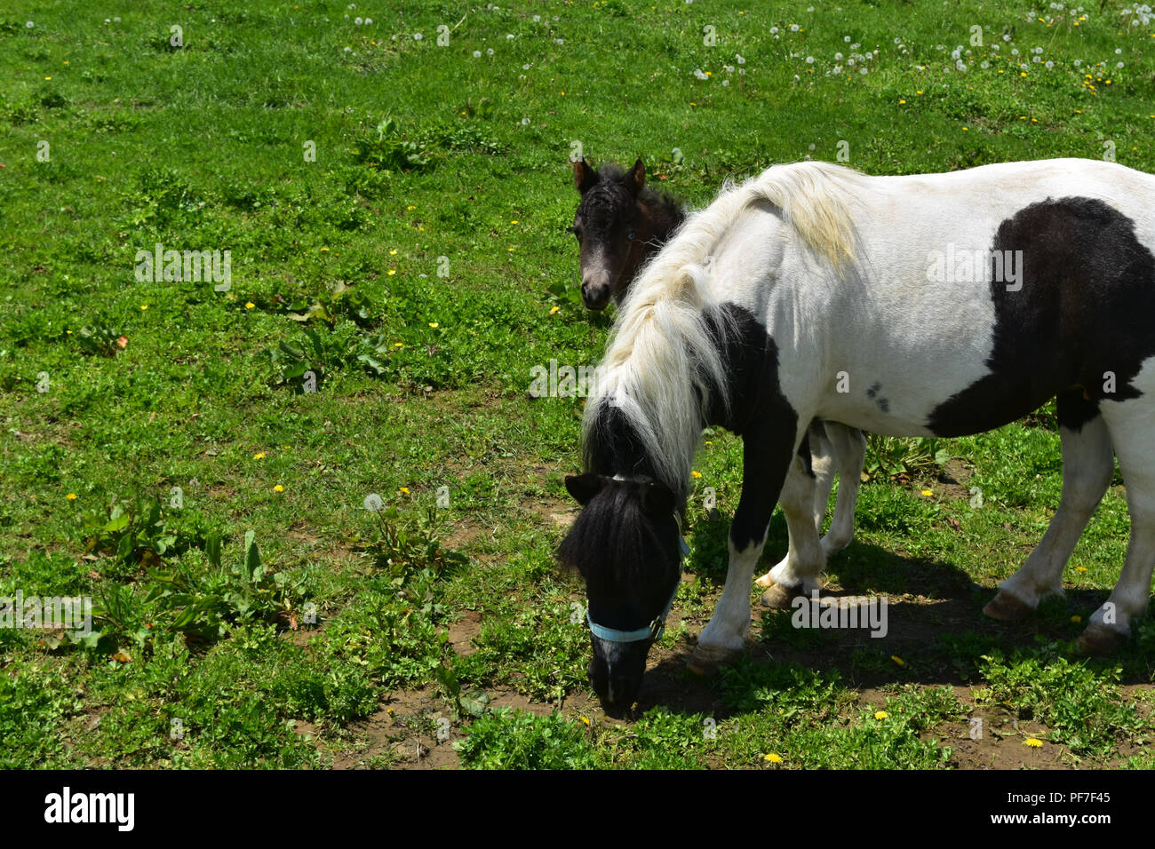 Precious baby black and whtie paint miniature horse and foal Stock