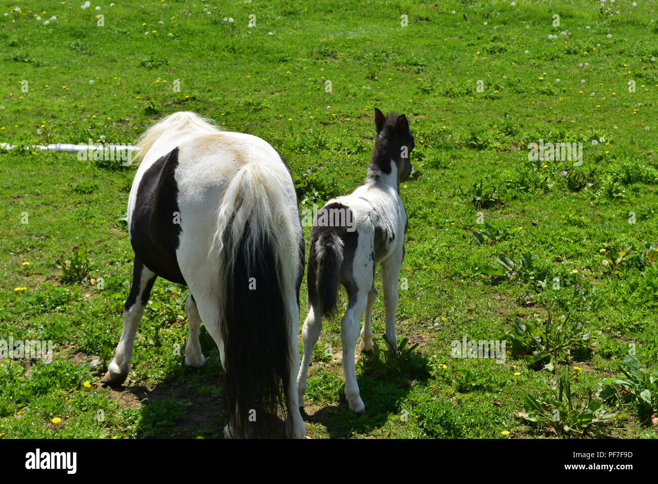 Pair of backends of black and white mini horses. Stock Photo