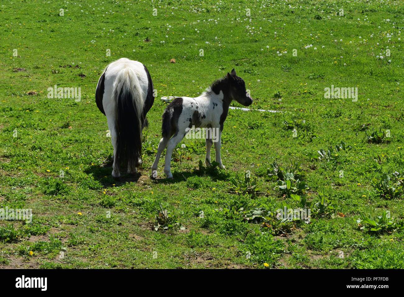 Beautiful white and black miniature horse family in a grass field. Stock Photo