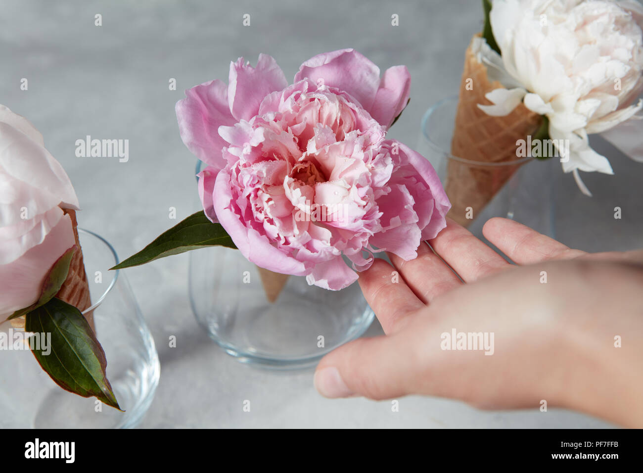 Fresh pink and white flowers peony in a glass vase on a gray stone ...