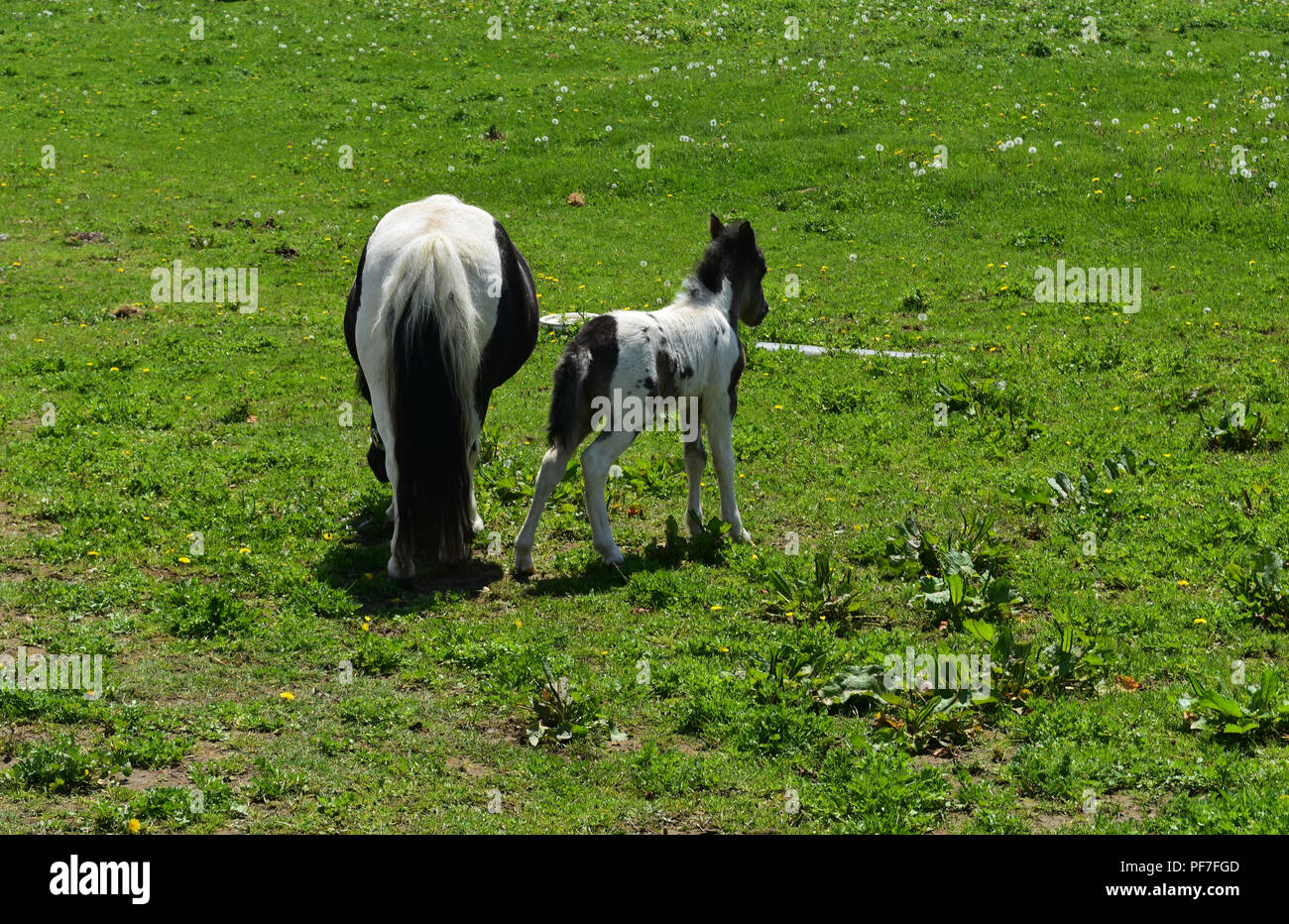 Pasture with rear facing mini horses grazing in a field. Stock Photo