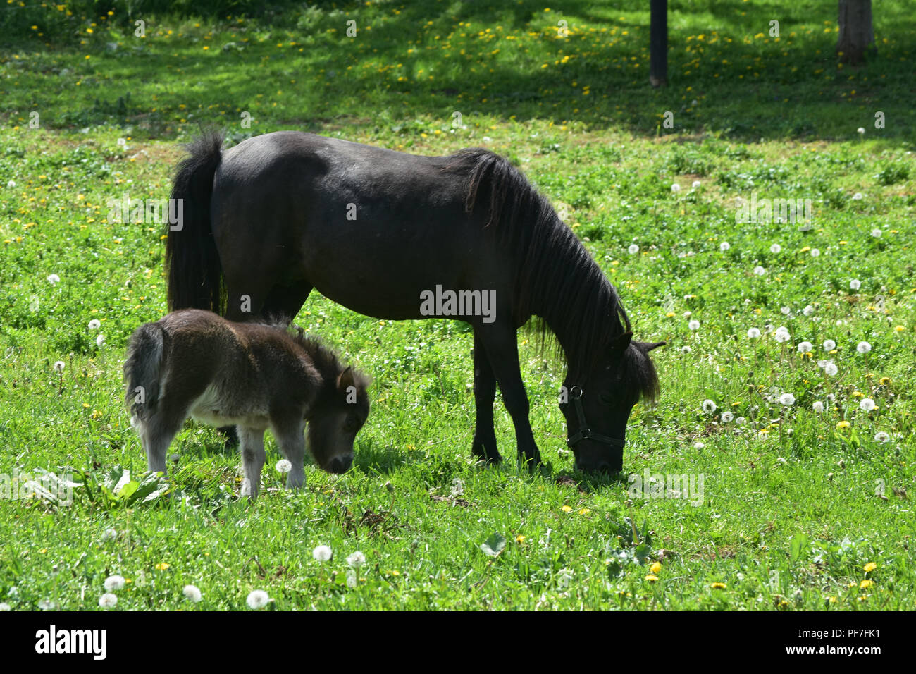 Absolutely Adorable Black Mare Mini Horse Grazing In A Field With Her Baby Stock Photo Alamy