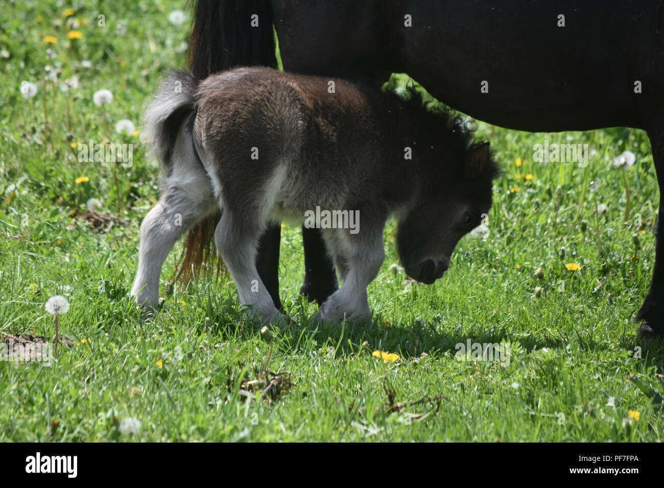 Shaggy newborn mini horse colt walking under a mare Stock Photo Alamy