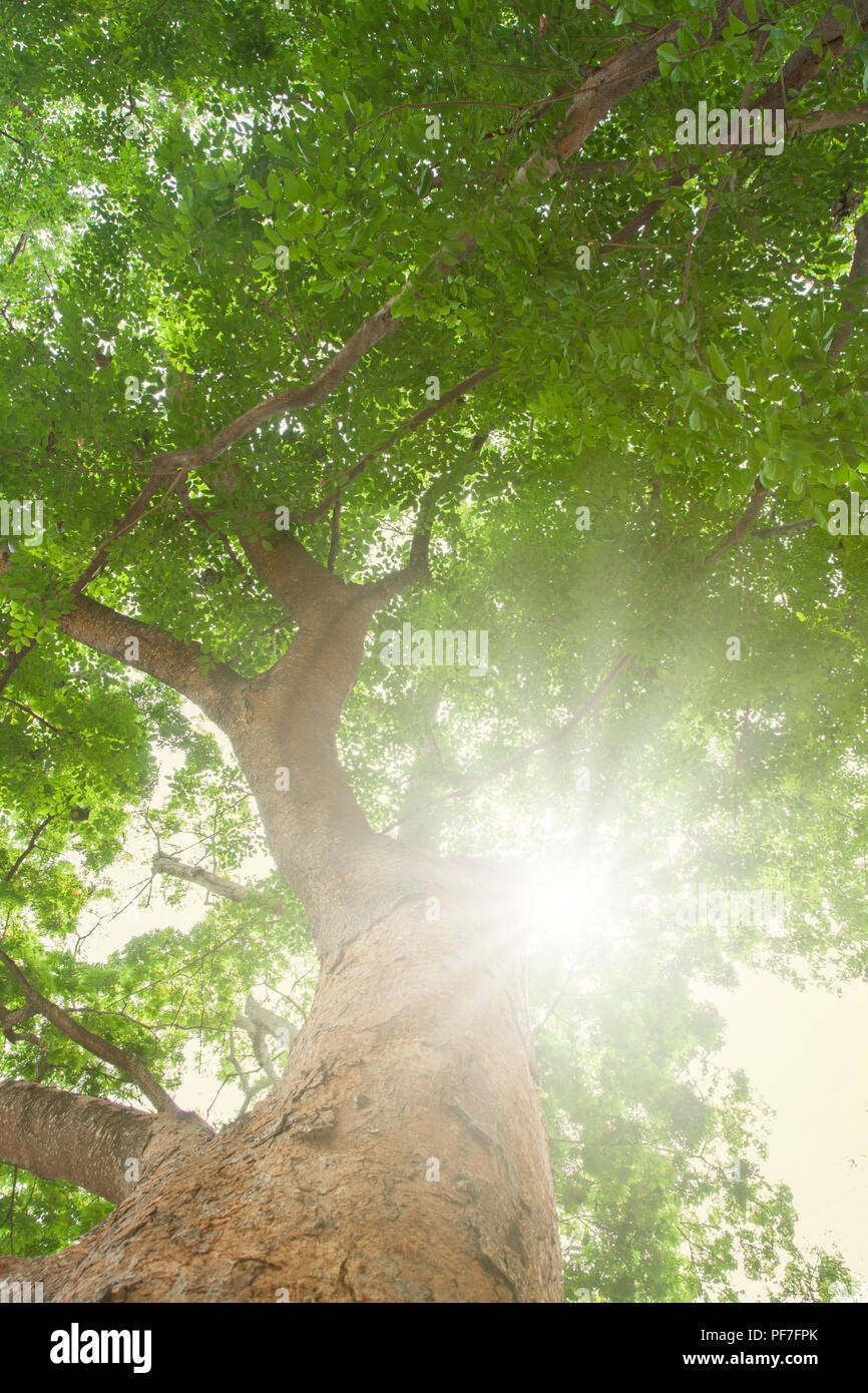 Green sunny forest hi-res stock photography and images - Alamy