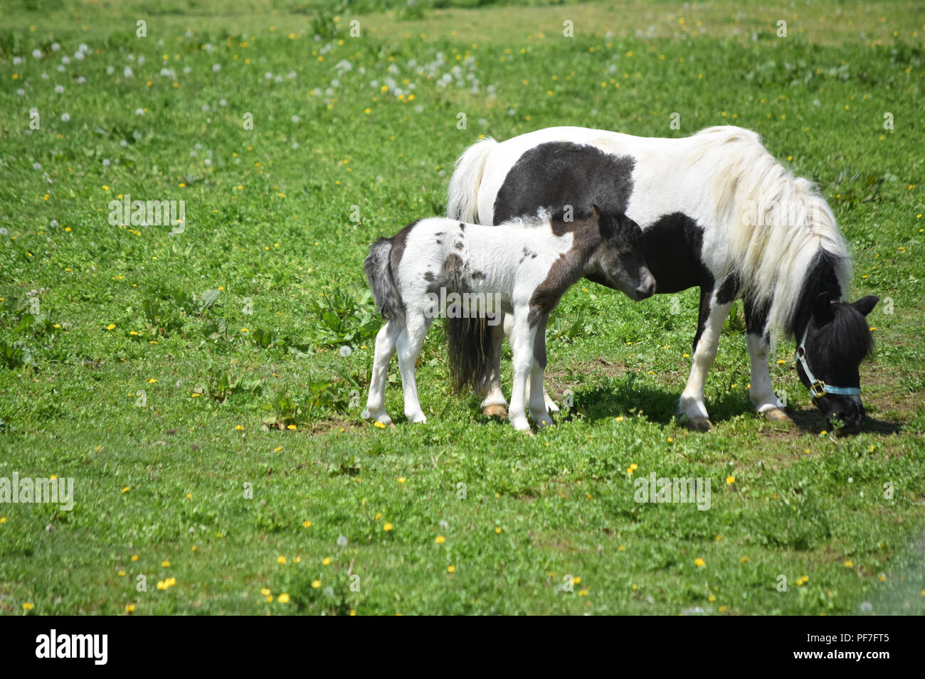 Black and white mini horse mare and colt standing in a grass pasture
