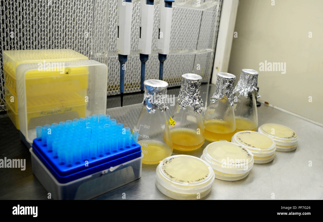 Bacteria culture plate Stock Photo Alamy