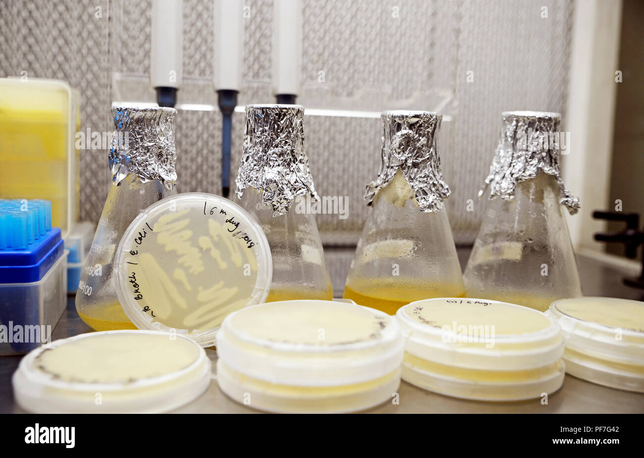 Bacteria culture plate Stock Photo Alamy