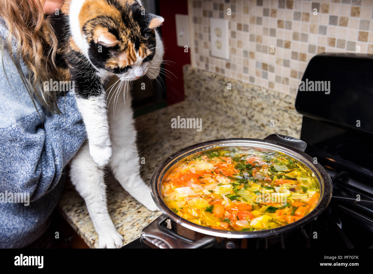 Woman holding one naughty mischief guilty curious calico cat by homemade vegetable soup on counter top in kitchen, hot steam Stock Photo