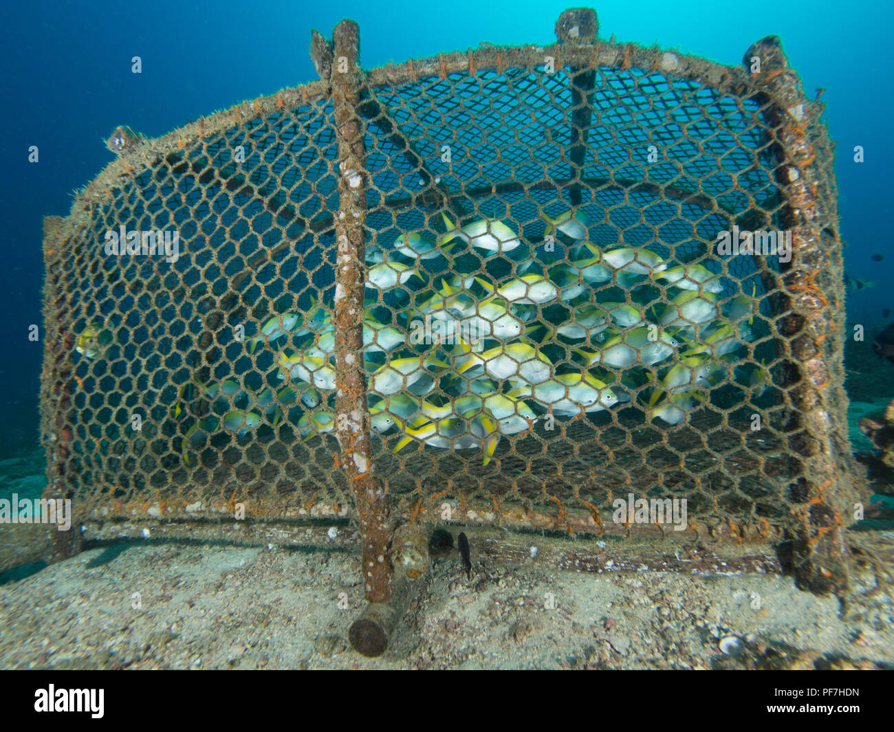 Traditional Thai Fishing cage full of fish Stock Photo - Alamy