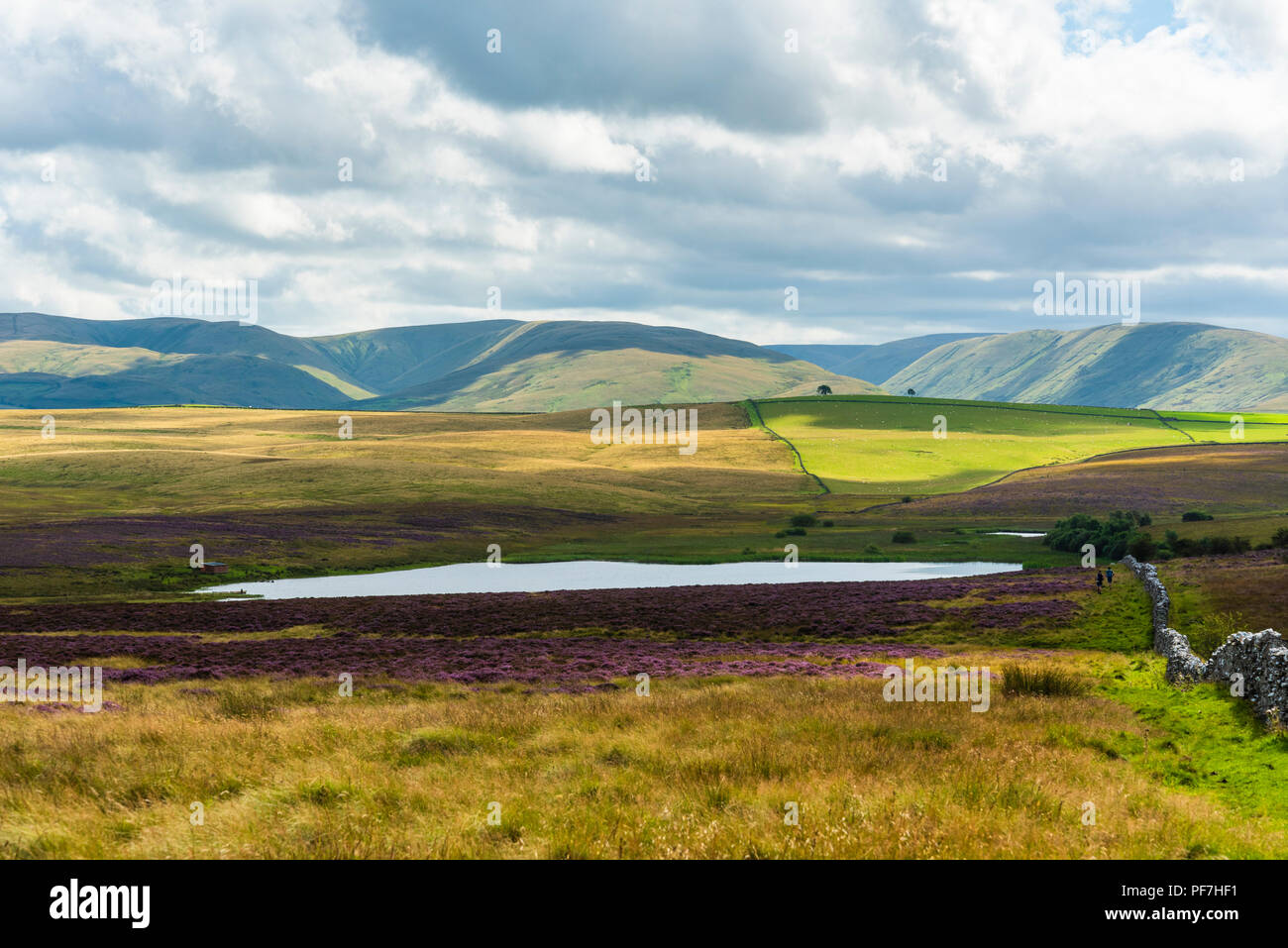 Heather moors surround Sunbiggin Tarn, Cumbria, with the Howgill Fells behind Stock Photo