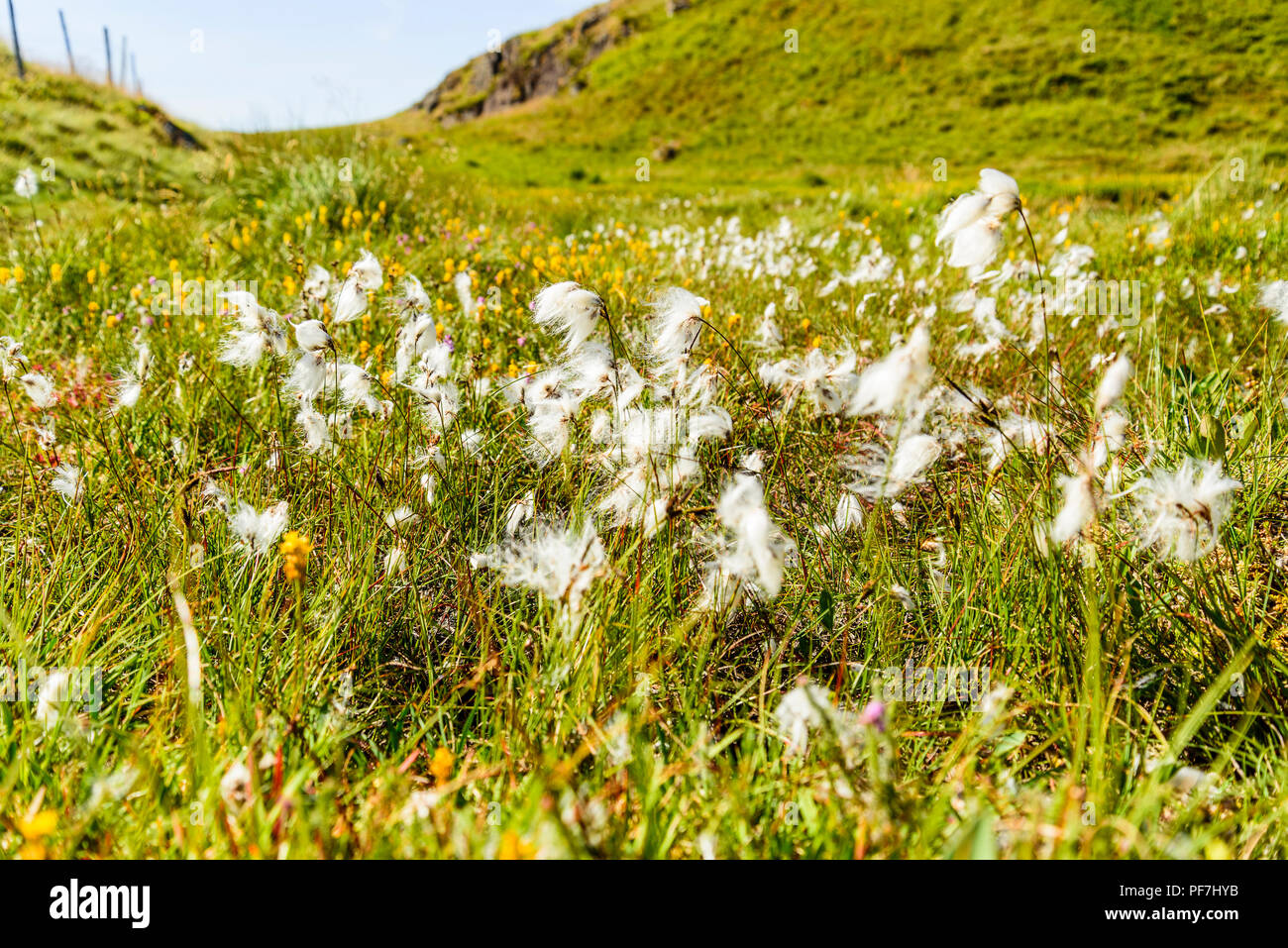 Cottongrass (Eriophorum angustifolium) on High Rigg in the Lake