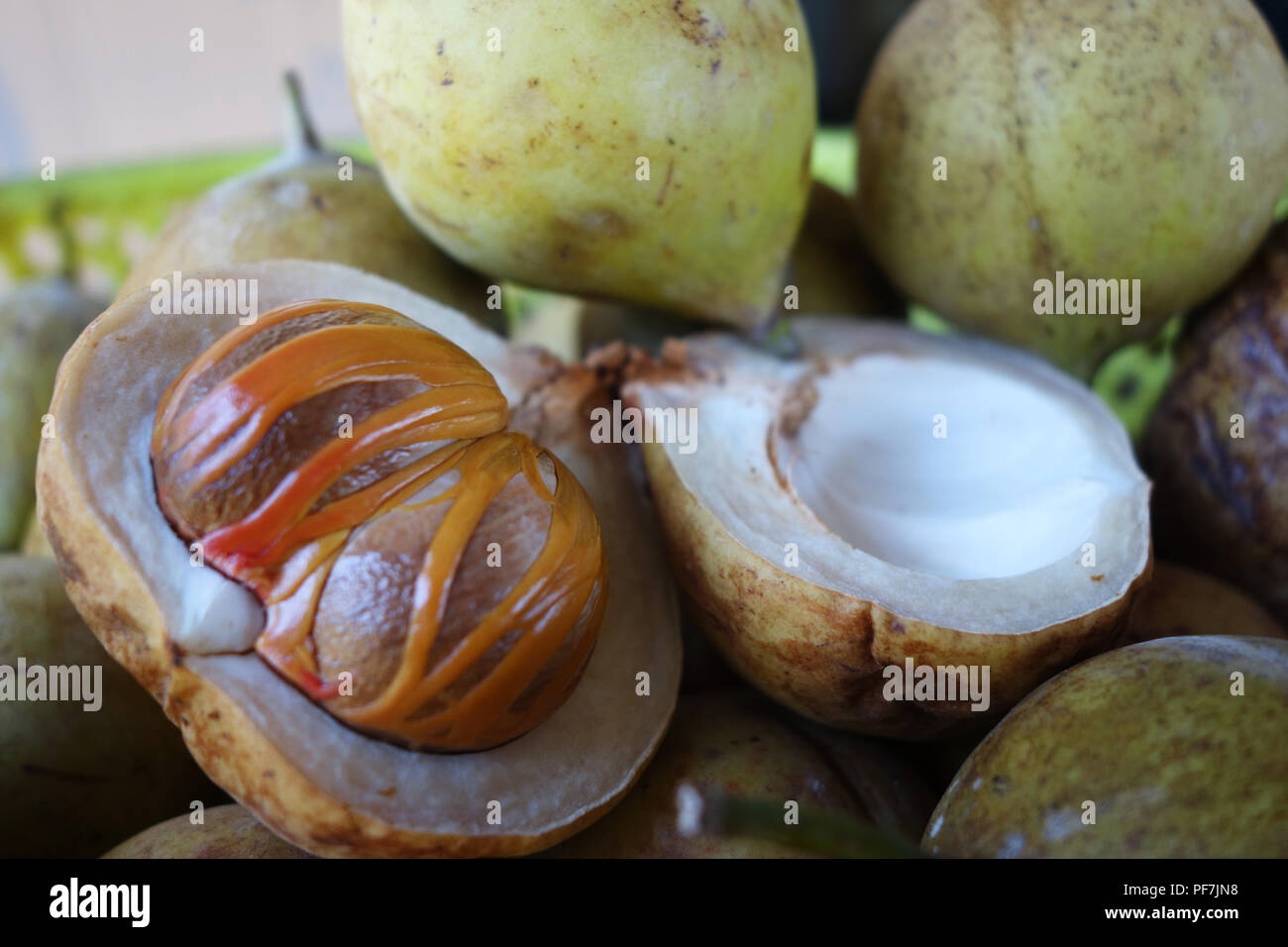 The hard brown seed from the nutmeg tree (a tropical evergreen) has a