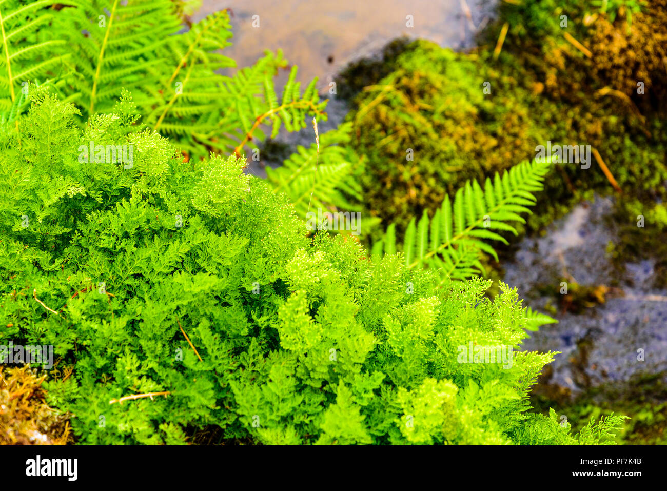 Parsley fern (Cryptogramma crispa) in Third Gill, a tributary of Sail Beck above Buttermere in the Lake District Stock Photo