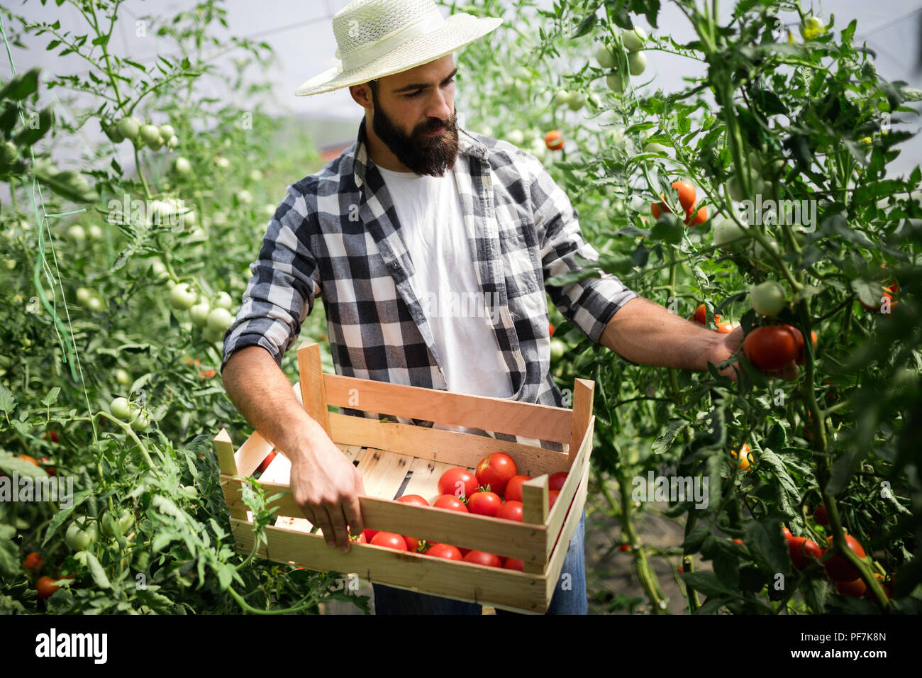 Caucasian farmer picking fresh tomatoes from his hothouse Stock Photo ...