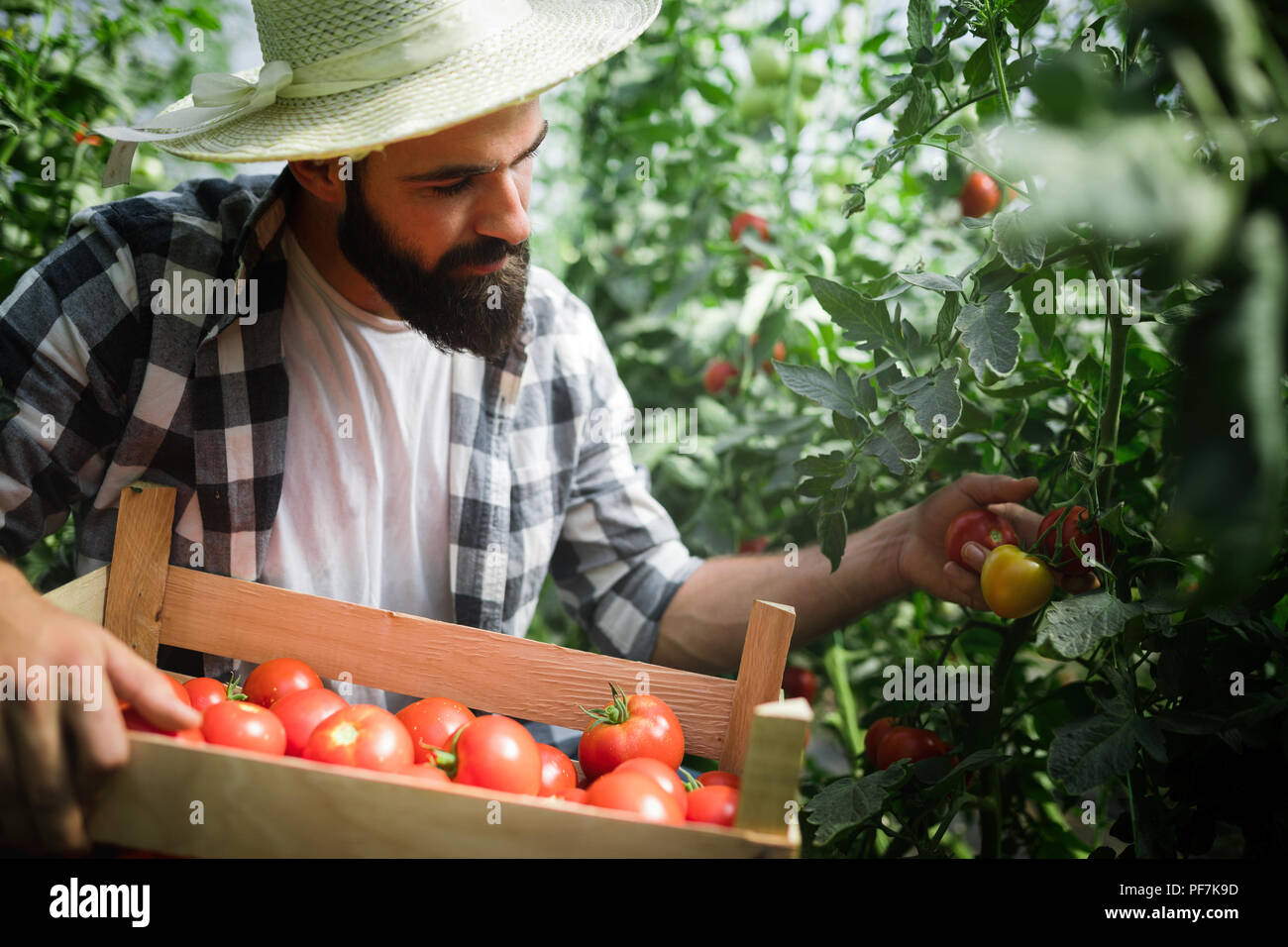 Male farmer picking fresh tomatoes from his hothouse garden Stock Photo ...