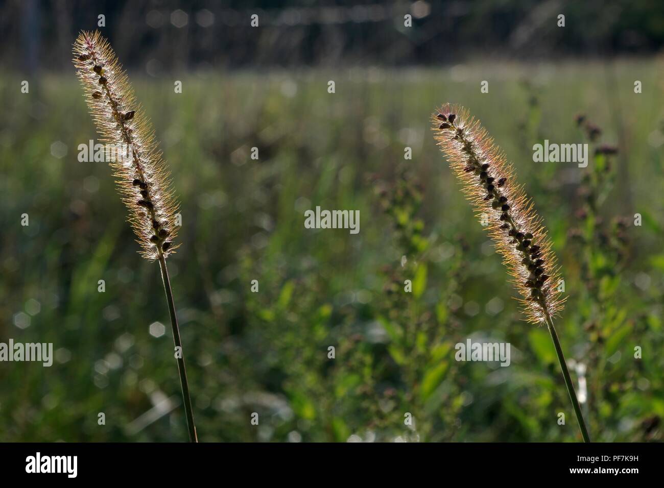 spikes of grass in the rays of the sun Stock Photo