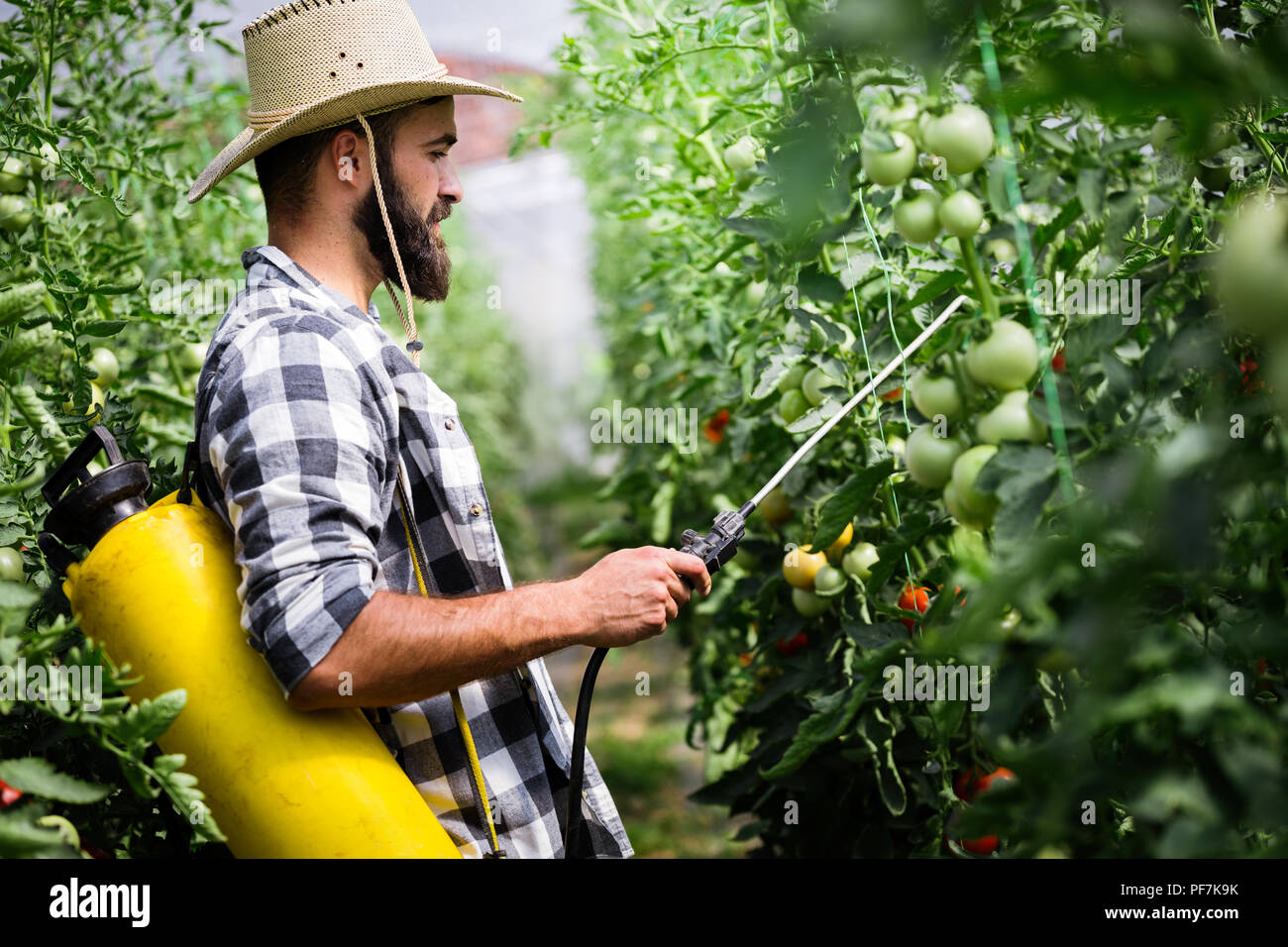 помидоры для роста поливают. полив рассады в теплице. подкармливание рассады томатов. помидоры для роста поливают. схема удобрения рассады томатов.