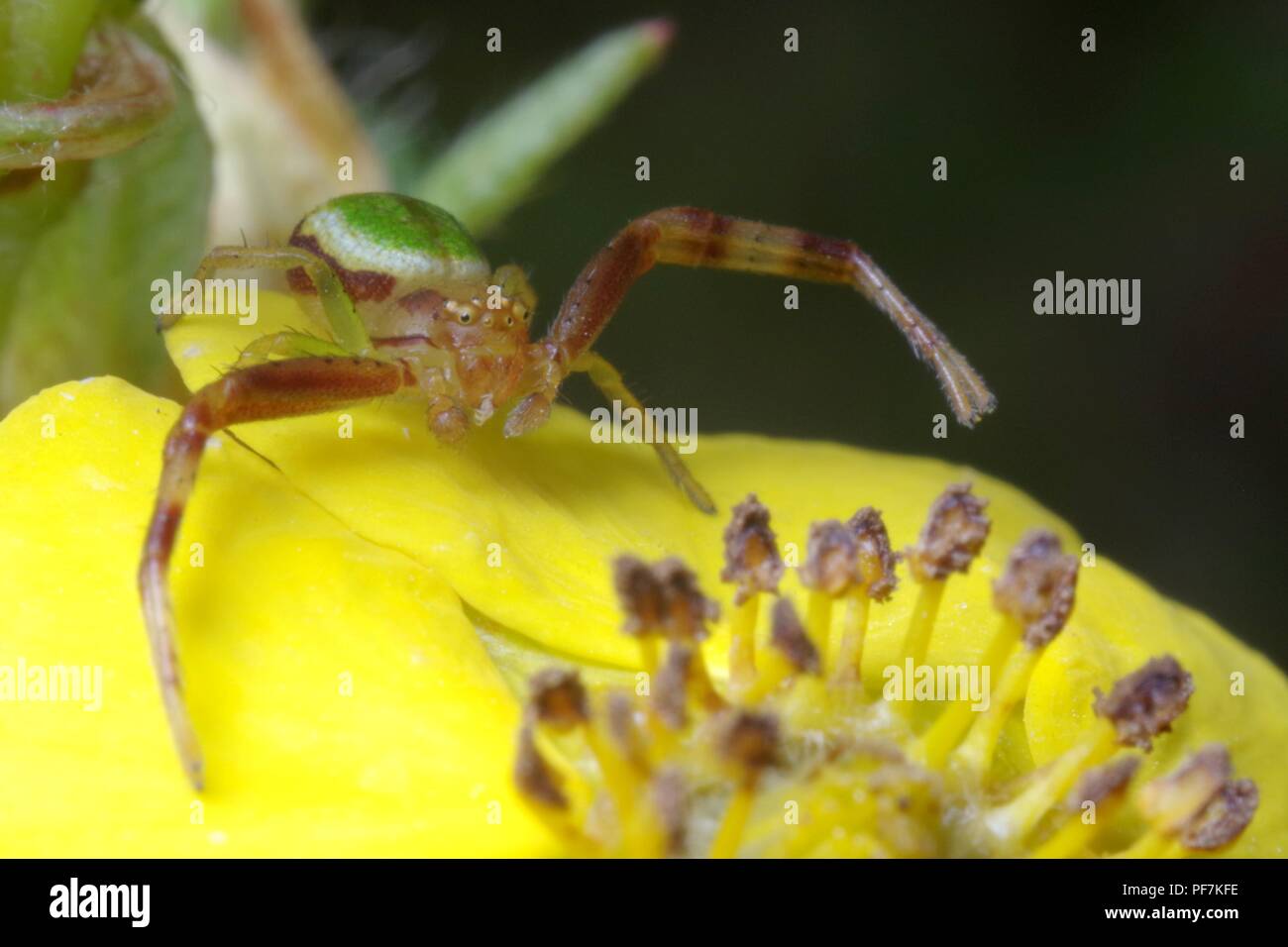 Crab spider trap on a yellow flower Stock Photo