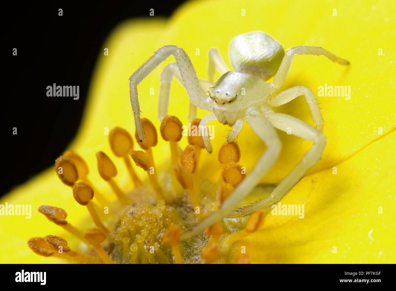 Macro white spider on yellow flower Stock Photo
