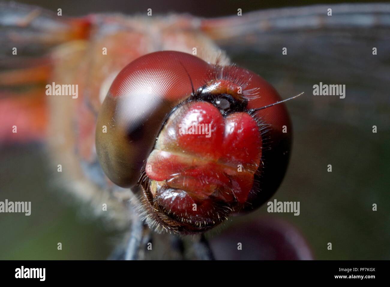 Red dragonfly macro portrait Stock Photo