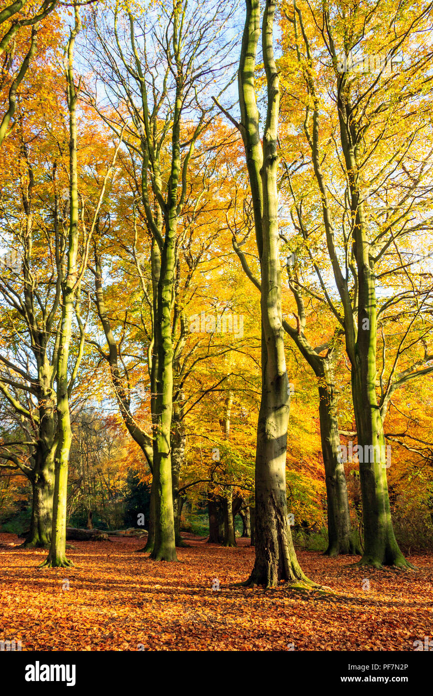 Yellow and orange beech trees in an autumn woodland Stock Photo