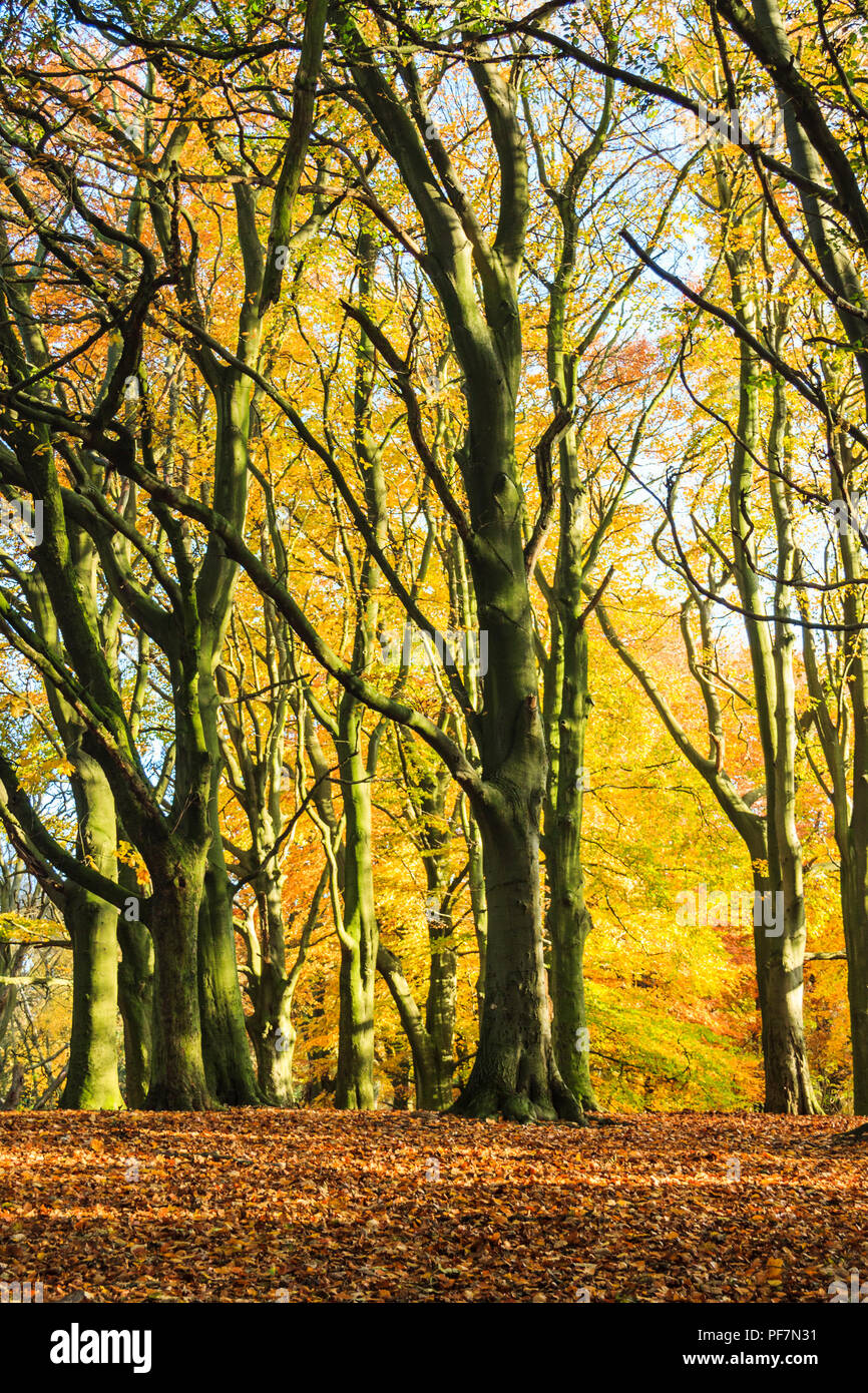 Yellow and orange beech trees in an autumn woodland Stock Photo