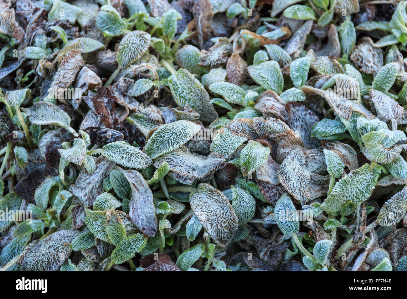 Hairy green leaves hi-res stock photography and images - Alamy