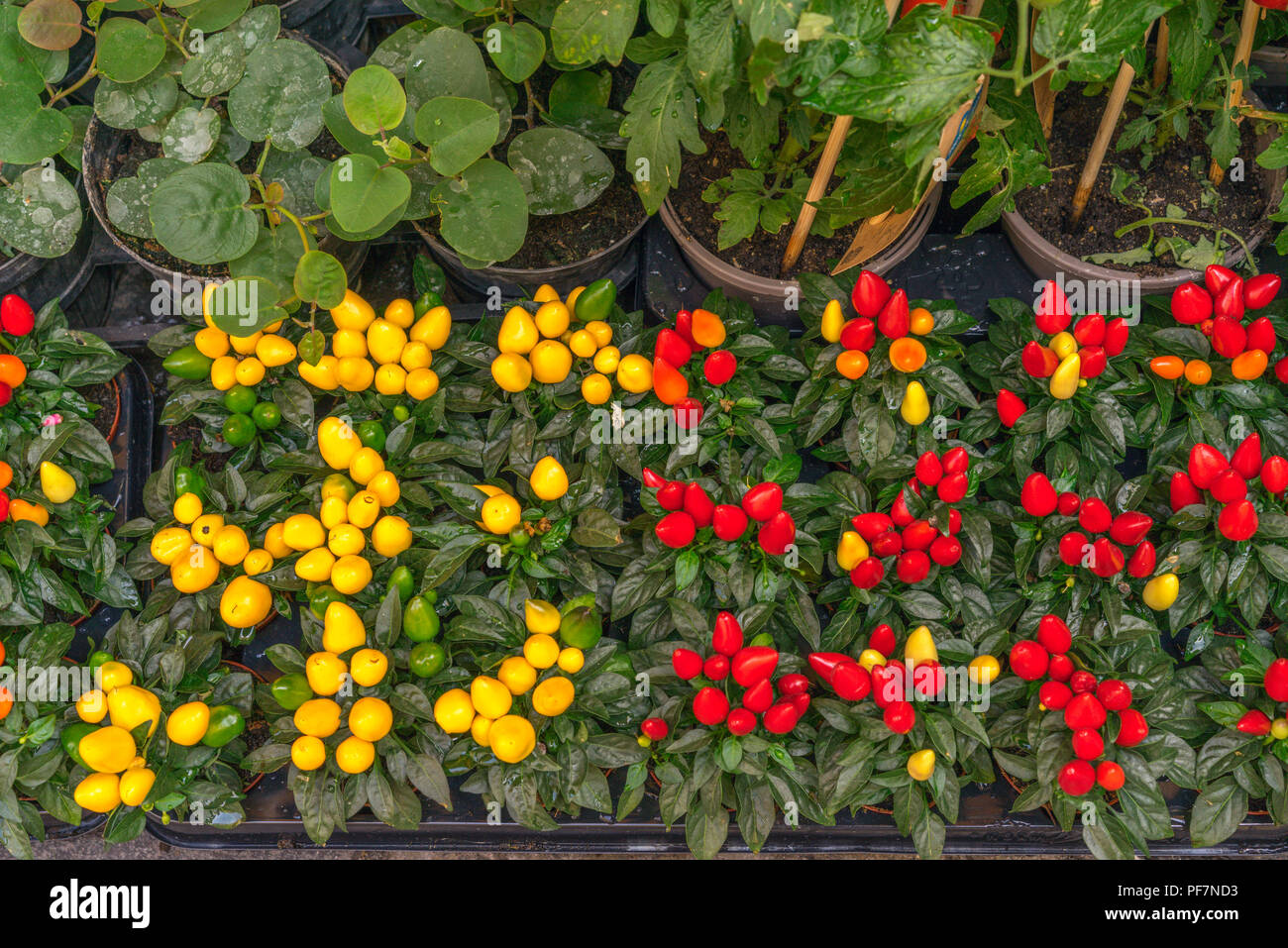 Compact Chilli plants for sale on the island of Capri, Italy Stock Photo