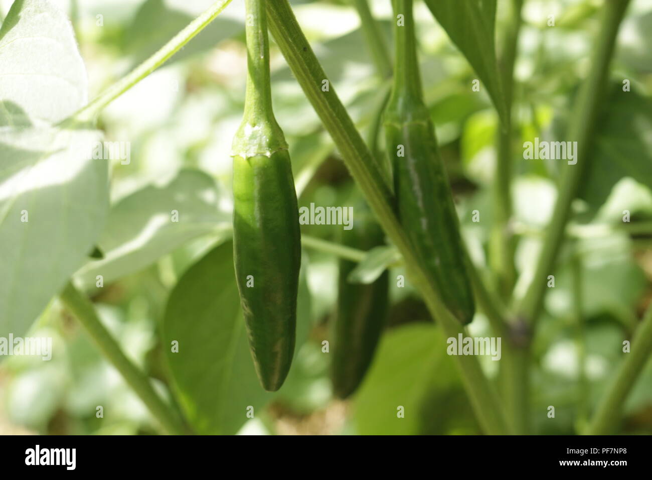 Homegrown jalapenos hires stock photography and images Alamy