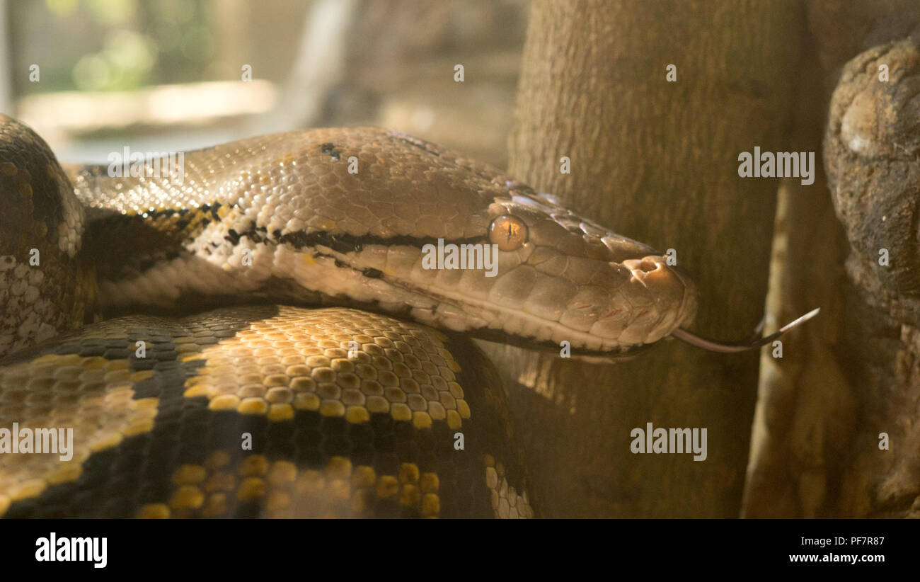 A large reticulated python in a tight close up as it's forked tongue extends Stock Photo