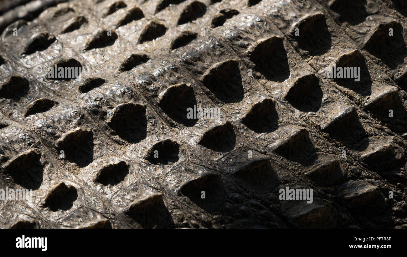 skin in close up of an alligator Stock Photo