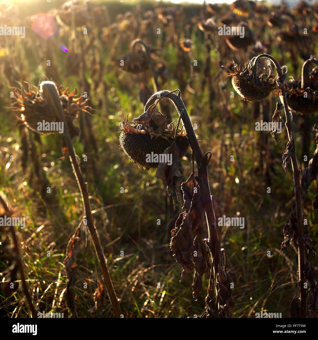 Closeup shot of wilting sunflowers in the filed under the sunlight Stock Photo