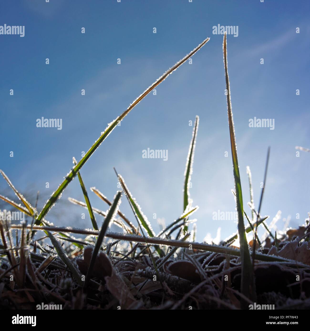 Closeup low angle shot of grass under the sunlight of a blue sky Stock Photo