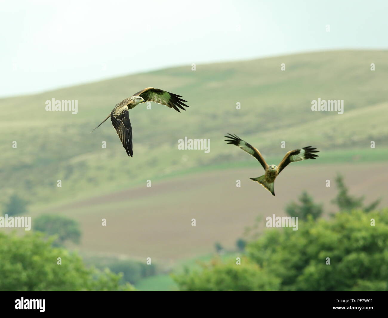 Red kite in flight at  Llanddeusant feeding station in Wales Stock Photo