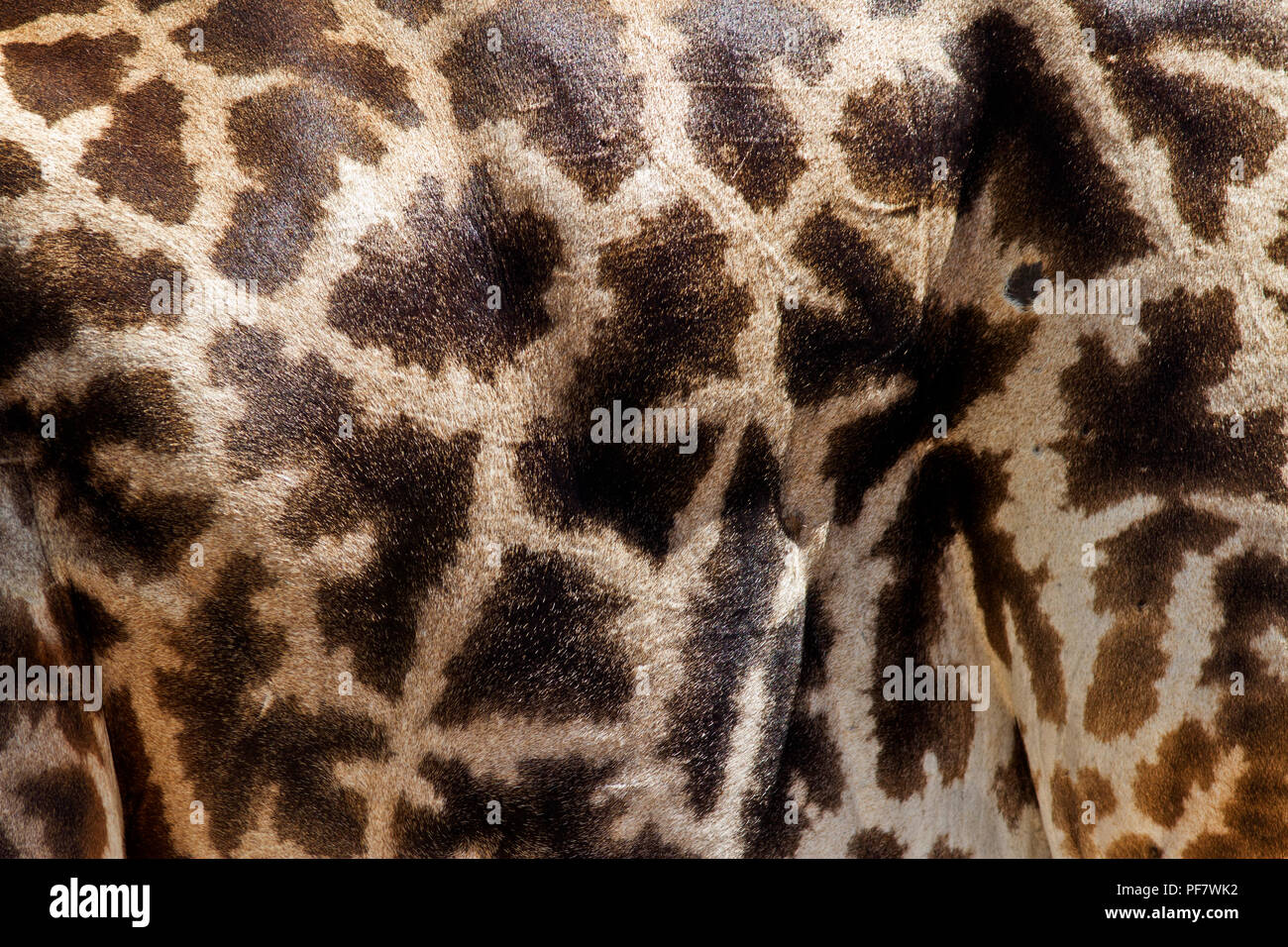 The coat pattern variations of the different sub-species of Giraffe are quite distinct. This is the distinctive pattern of the Masai Giraffe of Tanzan Stock Photo