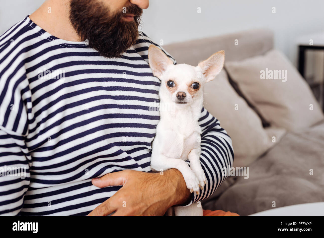 Bearded Dark Haired Man Holding His Little White Dog Stock Photo