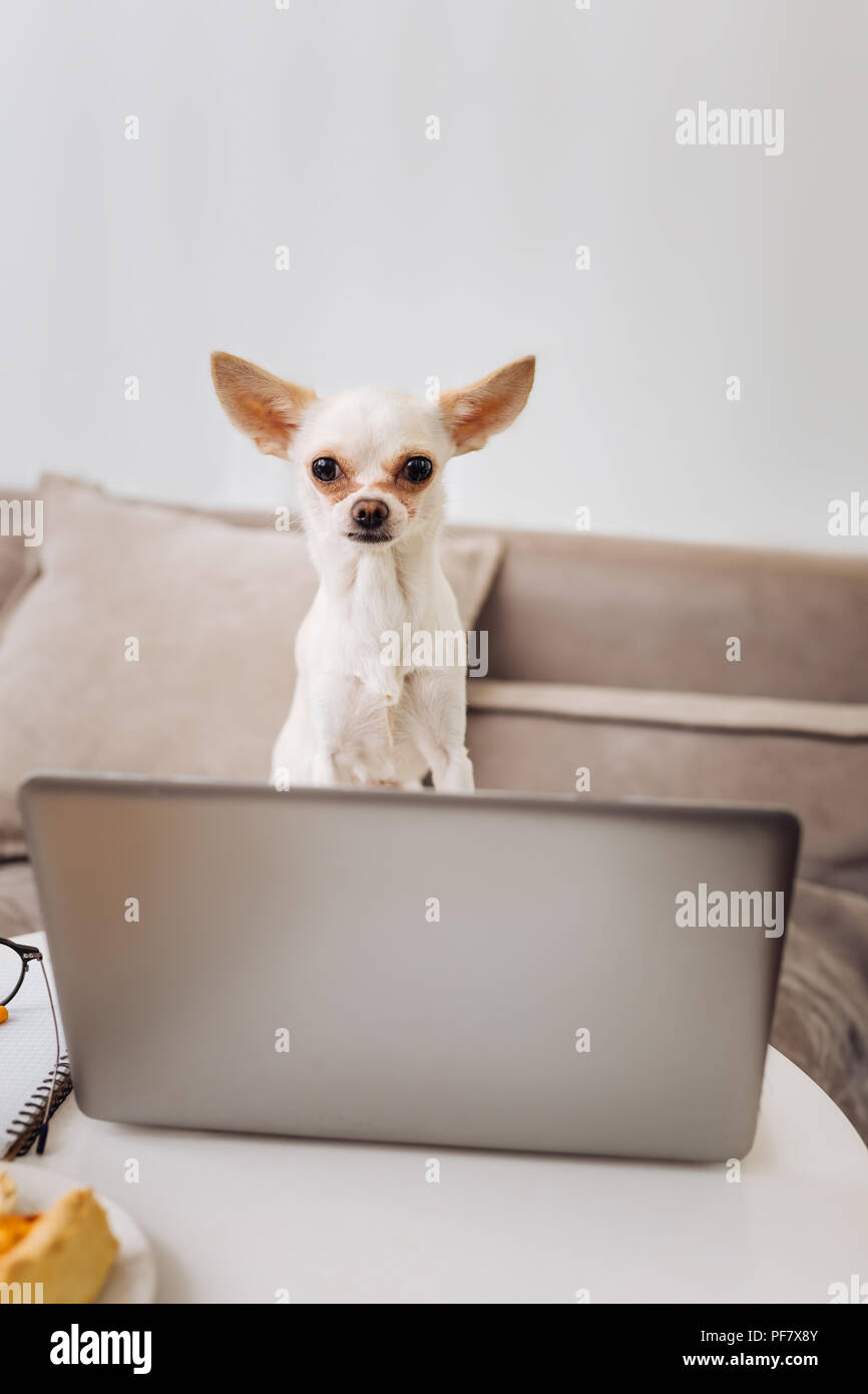 Little funny white dog sitting and looking at laptop Stock Photo