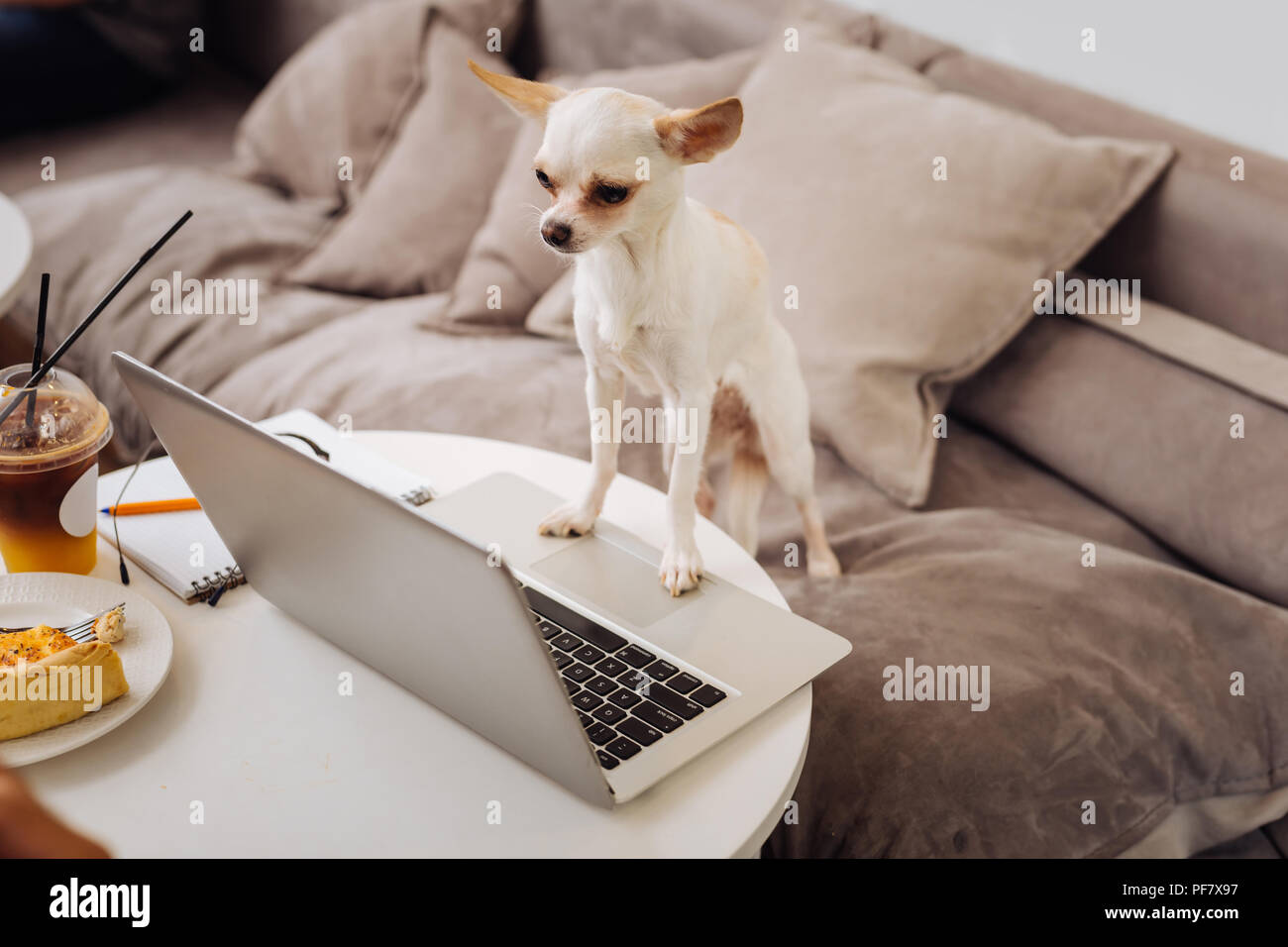 Little white dog touching laptop standing on the table Stock Photo